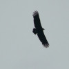 Vultur negru
